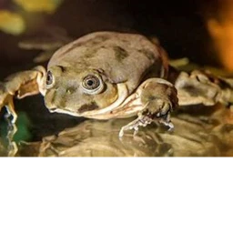 frog icon