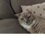 Lazy cat gang;)