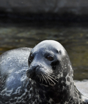 Imperial seal kingdom