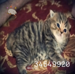 miukat