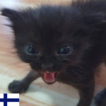 Mette saa robuxeja