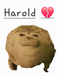 The Seal Named Harold