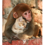 monkey & cat