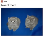 The kitty flower team