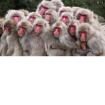 Monkey gang;)