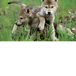 $WOLFS$