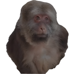 XingXing The Monkey (Back)