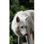HeheWolf