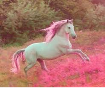 horse riding  simulator