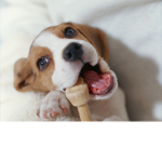 Ben the dog