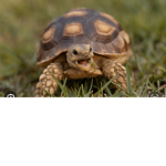The snappy turtles