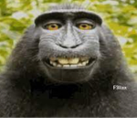 Sus Monkeyz