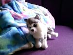 Jeffery The Dog