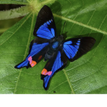 BluEbutterflieS1569