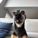 Woof Labs