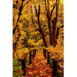 *~ Fallen Leaves ~*