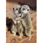 Baby meerkat club :p