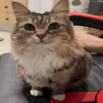 kitenluv