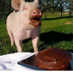 funny cake