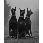 !$Dog!$Military!$