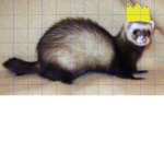silly ferret games