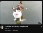 carpcat.co