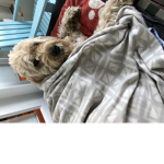 Jackson the dog