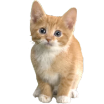 Kitten image