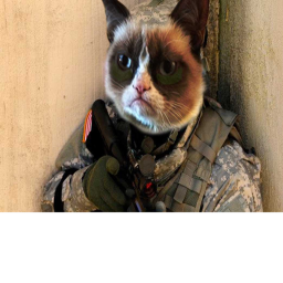 Kitten soldier training