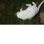 OFFICAL CAT GROUP