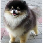 Doge's Empire!