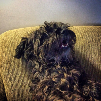My old dog :(