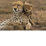 Cheetahs of Roblox