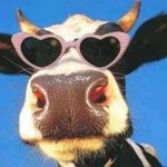 Moomoo*