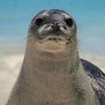 Mr seal place fan club