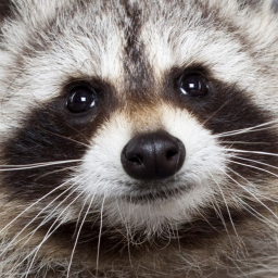 kill and avoid the raccoons xd