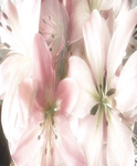 *~Angel Blossom~*
