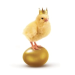 Official chickens United!