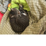 Afatcat club