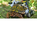Safe The Turtle plz