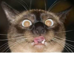 Awesome Unicorn Kitty