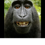 Monkey124