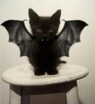 - Bat Kittys -