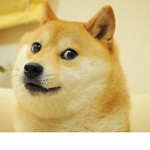 Doge’s buissness
