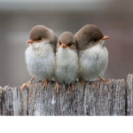 The Bored Bunch