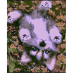 Husky stars
