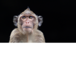 Anki Monkey is HOG