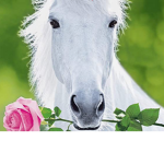 *+Paridise stables*-