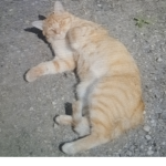erwann