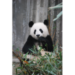 The Pandas Of The World!!!